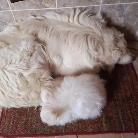 Domacinstvo Bakic Country house